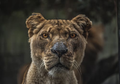 Image of a Lion