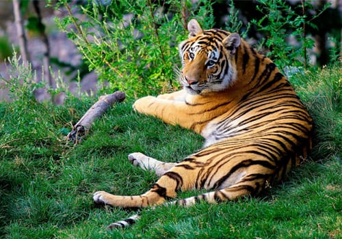 Image of a Tiger