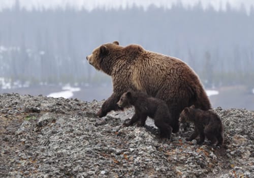 Image of a Bear